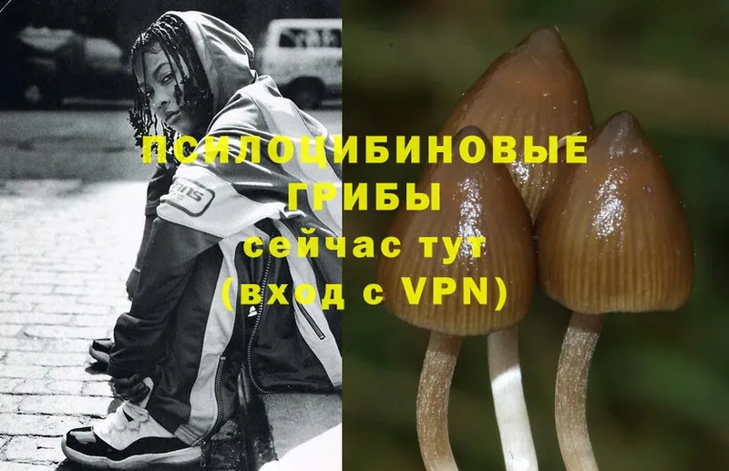 shop формула  Кирово-Чепецк  Галлюциногенные грибы MAGIC MUSHROOMS 